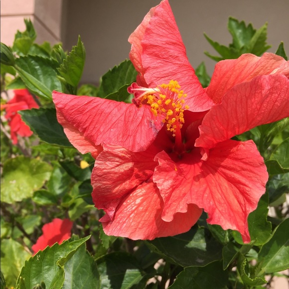 Meet your Posher, Cindy - Picture 1 of 1